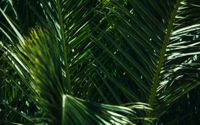 Ultimate Triumph Over All