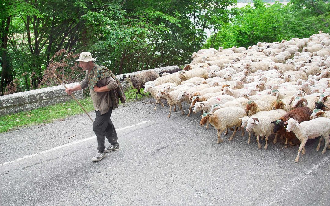 Ahead with the Shepherd