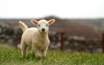 Worthy Moments – Worthy Lamb