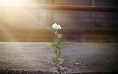 Who Am I? I Am Yours!