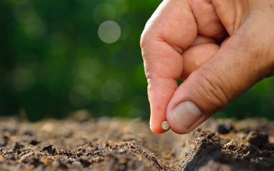 Planting Seeds – Eternally Thankful