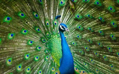 Peacocks at Patticakes