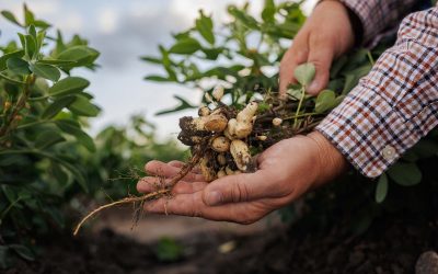 Rebels of Peace, Hope, Possibility