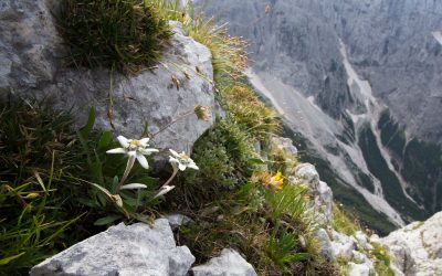 Each New Morning – Lift Your Eyes